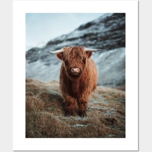 Highland Cattle Posters and Art